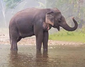 Elephant in a misty river in Thailand